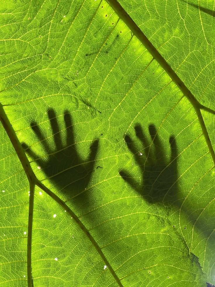 Kratom pod lupou odborníků: Co ti o závislosti nikdo neřekl