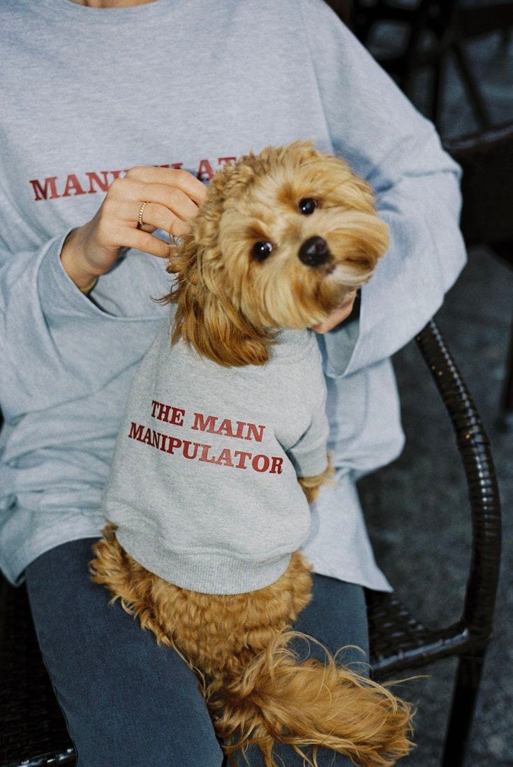 FASHION NEWS: Vogue žaluje psí fashion magazine Dogue